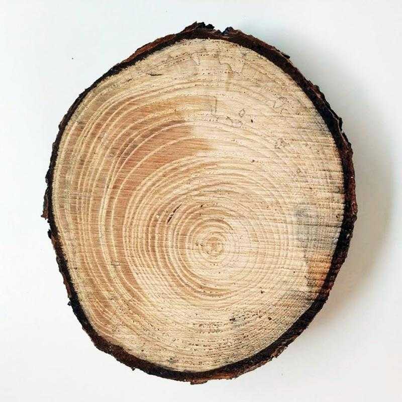 Rodaja tronco madera 20cm